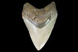 Megalodon Tooth - North Carolina #99857-1